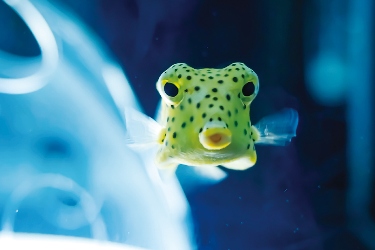 幼魚水族館